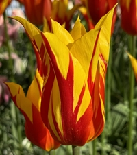 Tulipan Firewings 10 løg